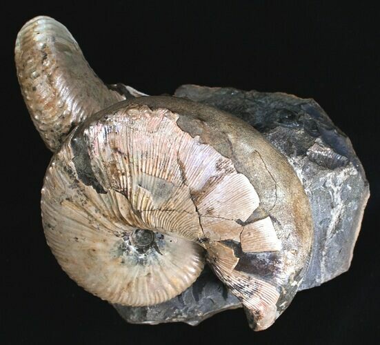 Hoploscaphites Ammonite - Opalescent Shell #6131